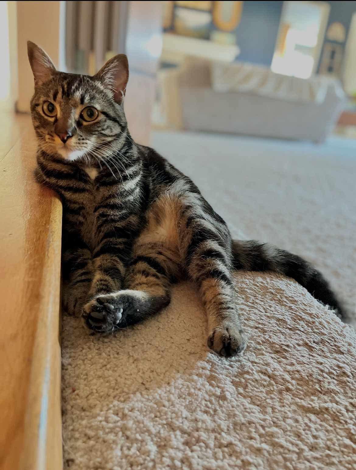 Elmer, an adoptable Domestic Short Hair in Federal Way, WA, 98023 | Photo Image 5