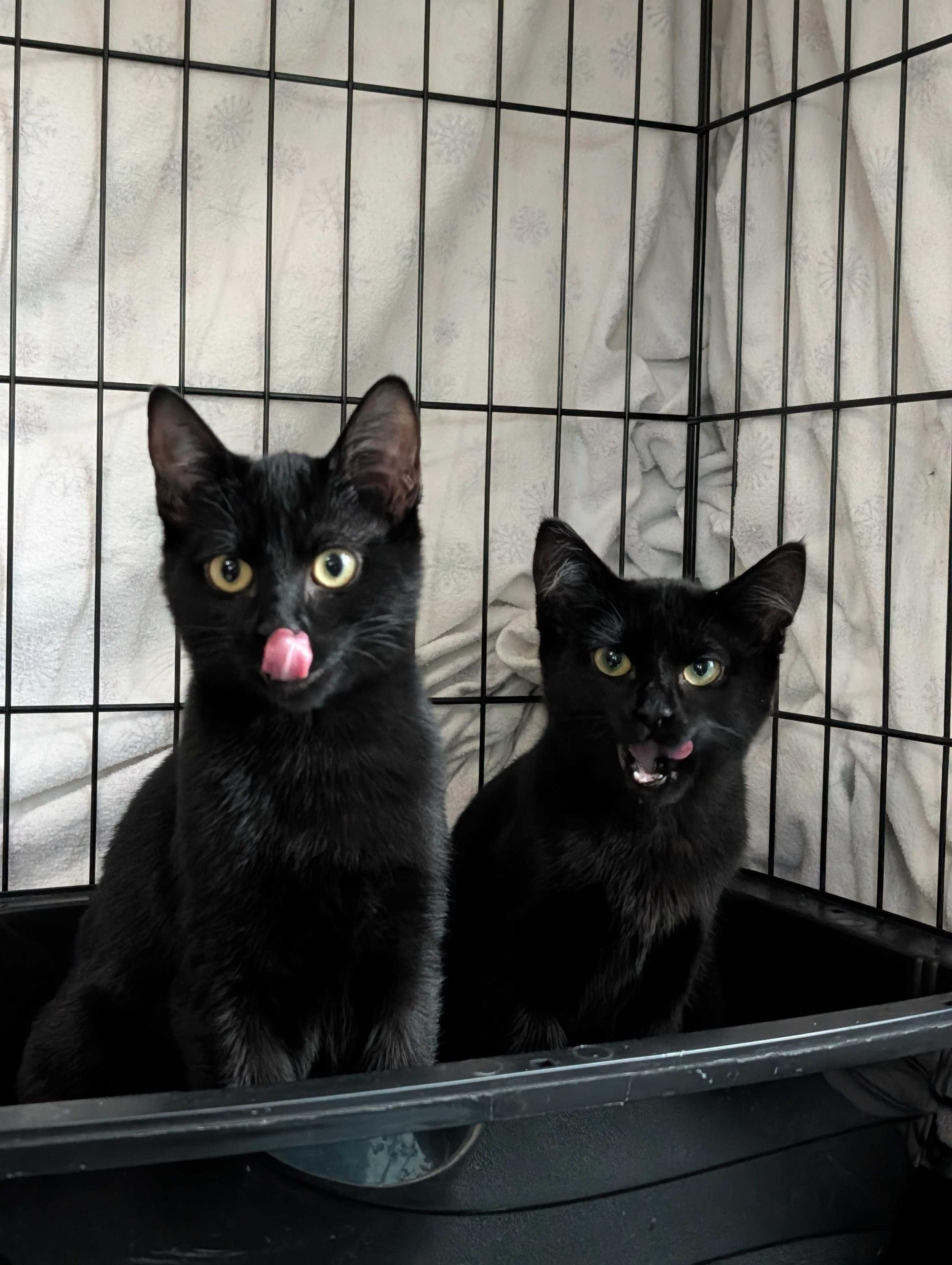 Doe and Boo, a Adoptable Domestic Short Hair in Seattle, WA image 3/5