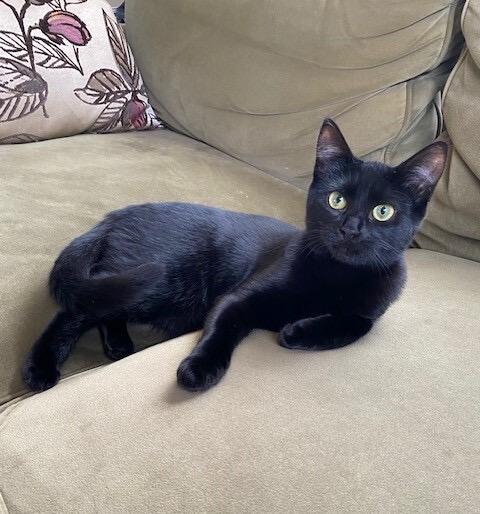 Doe and Boo, Adoptable, Kitten Female Domestic Short Hair.