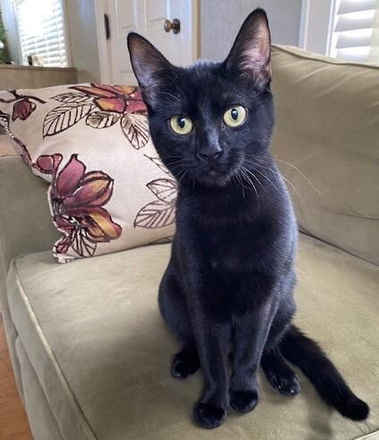 Doe and Boo, a Adoptable Domestic Short Hair in Seattle, WA image 2/4