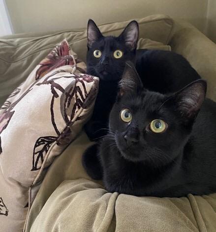 Doe and Boo, Adoptable, Kitten Female Domestic Short Hair.