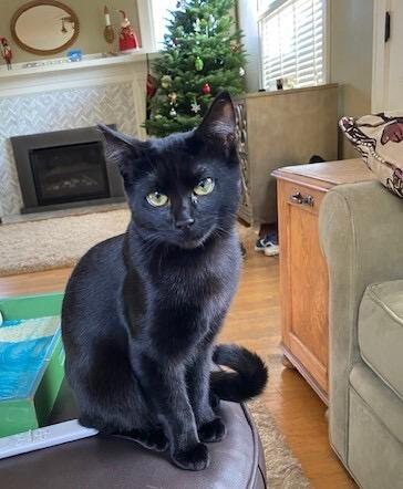 Doe and Boo, a Adoptable Domestic Short Hair in Seattle, WA image 4/4