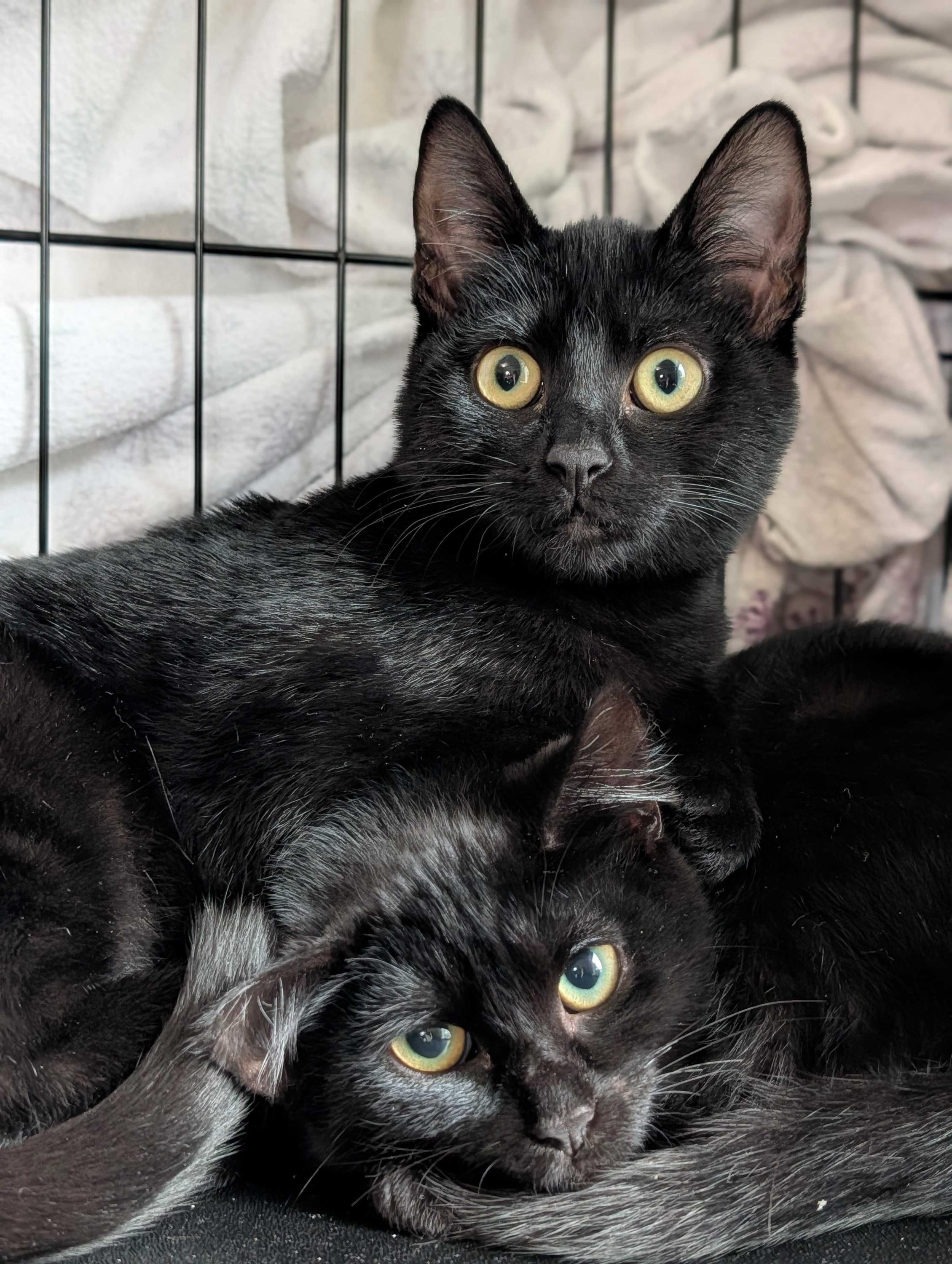 Doe and Boo, a Adoptable Domestic Short Hair in Seattle, WA image 2/5