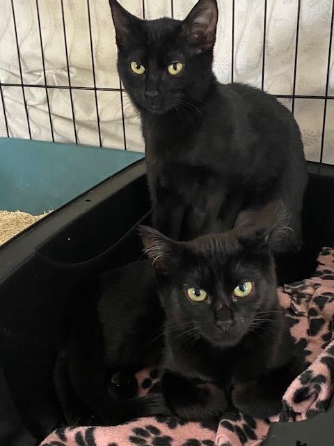 Doe and Boo, a Adoptable Domestic Short Hair in Seattle, WA image 1/5