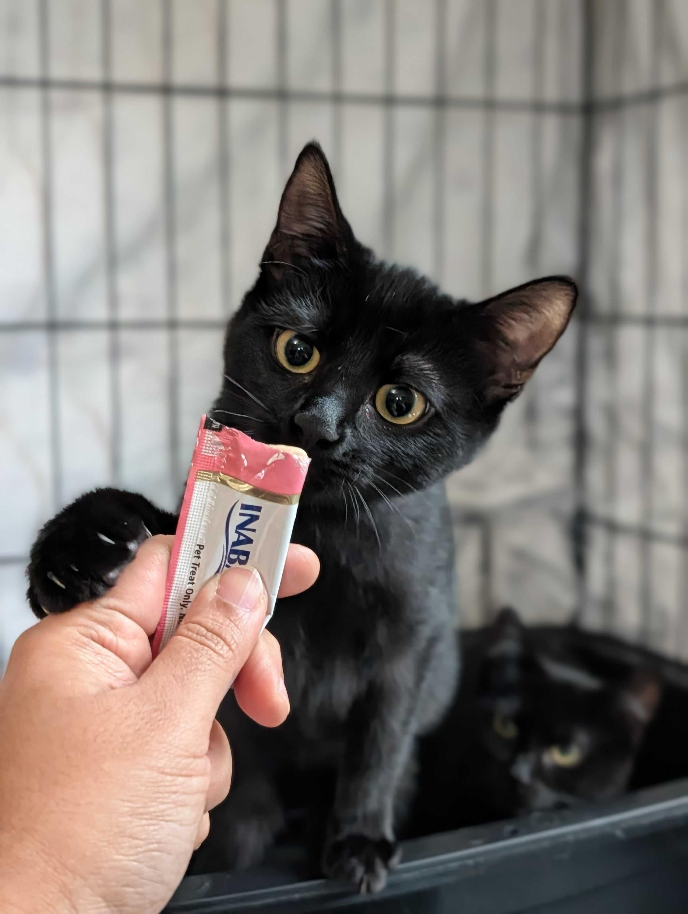 Doe and Boo, a Adoptable Domestic Short Hair in Seattle, WA image 4/5