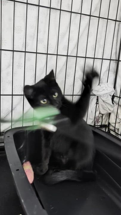 Enlarge Doe and Boo, a Adoptable Domestic Short Hair in Seattle, WA video 5/5