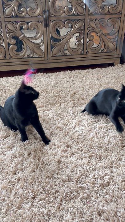 Enlarge Doe and Boo, a Adoptable Domestic Short Hair in Seattle, WA video 5/5