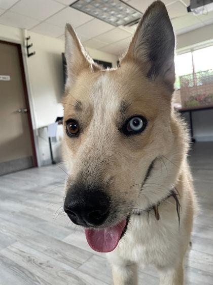 Samson, Adoptable, Adult Male Siberian Husky & Shepherd.