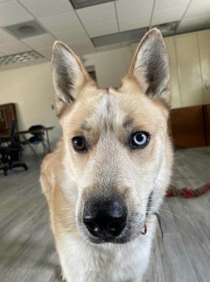 Samson, Adoptable, Adult Male Siberian Husky & Shepherd.