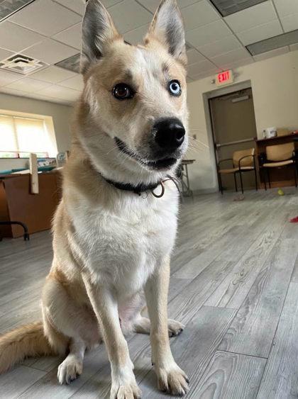 Samson, a Adoptable mixed breed in South Bend, IN image 2/3