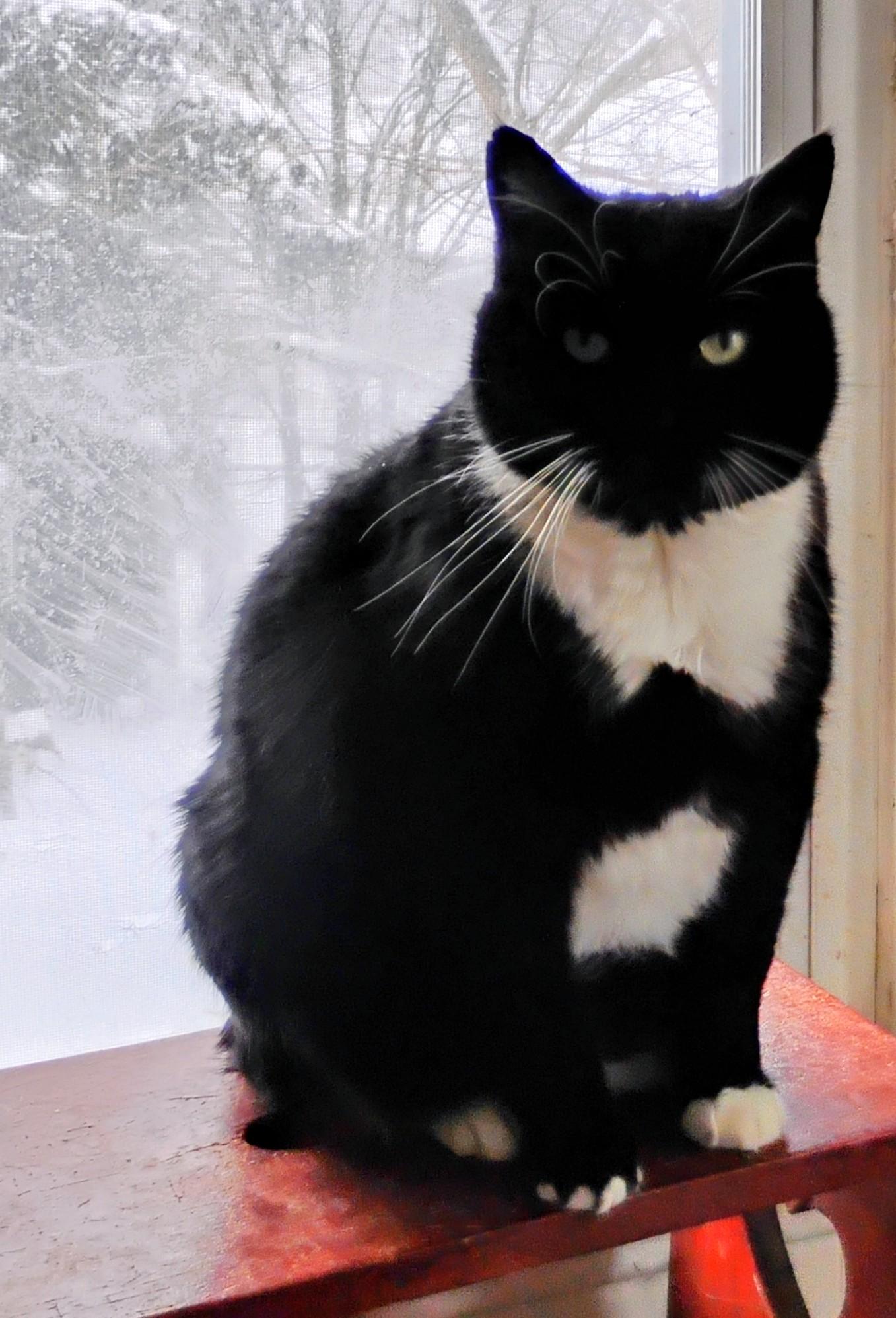 Enlarge Paws, a Adoptable Domestic Short Hair in Rochester, NY image 1/5