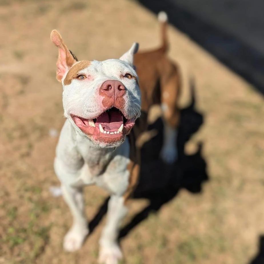 Enlarge PRETTY GIRL  ADOPTED!, a Adoptable Mixed Breed in Nashville, NC image 1/2