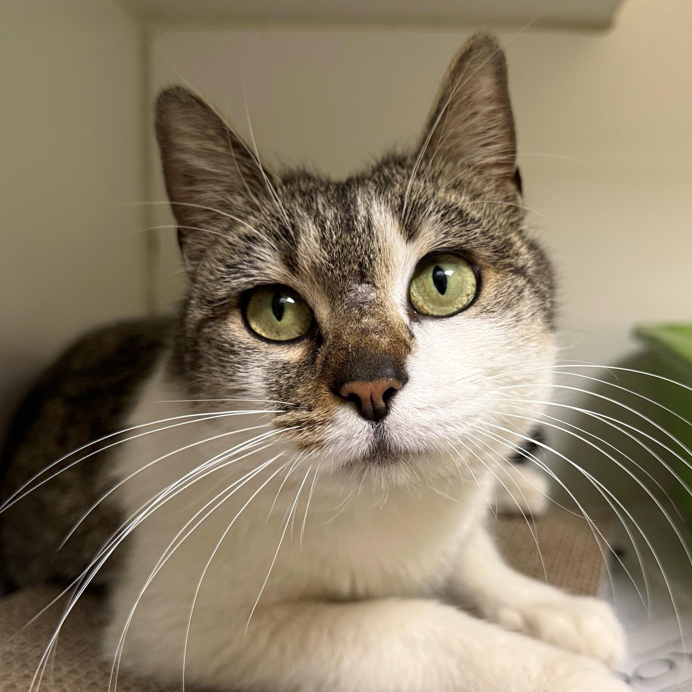 Alexandra, Adoptable, Young Female Domestic Short Hair.