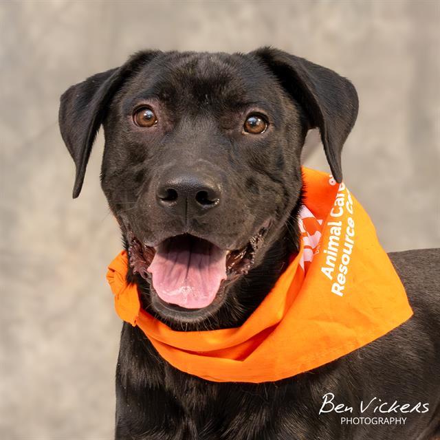 JEFF, Adoptable, Young Male German Shepherd Dog & Labrador Retriever.