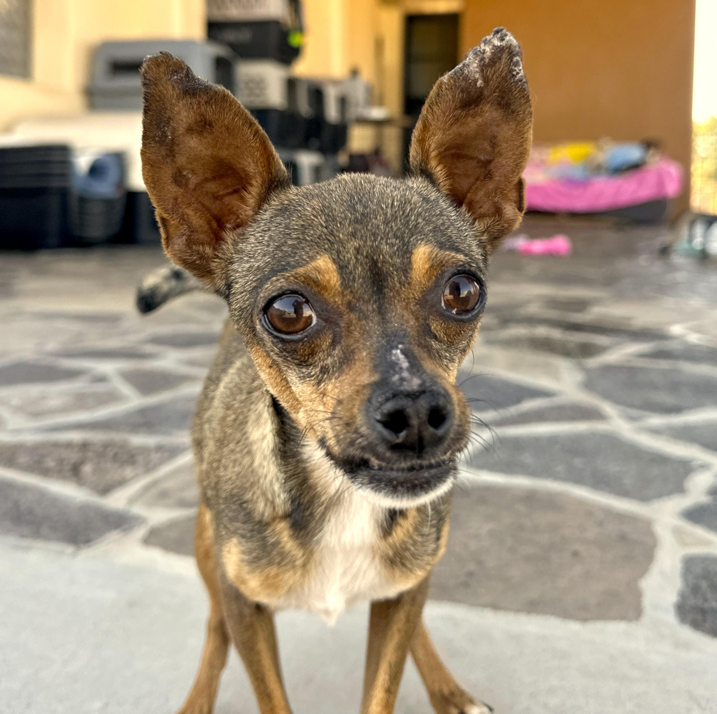 Jenny, a Adoptable mixed breed in Sherwood, OR image 3/4