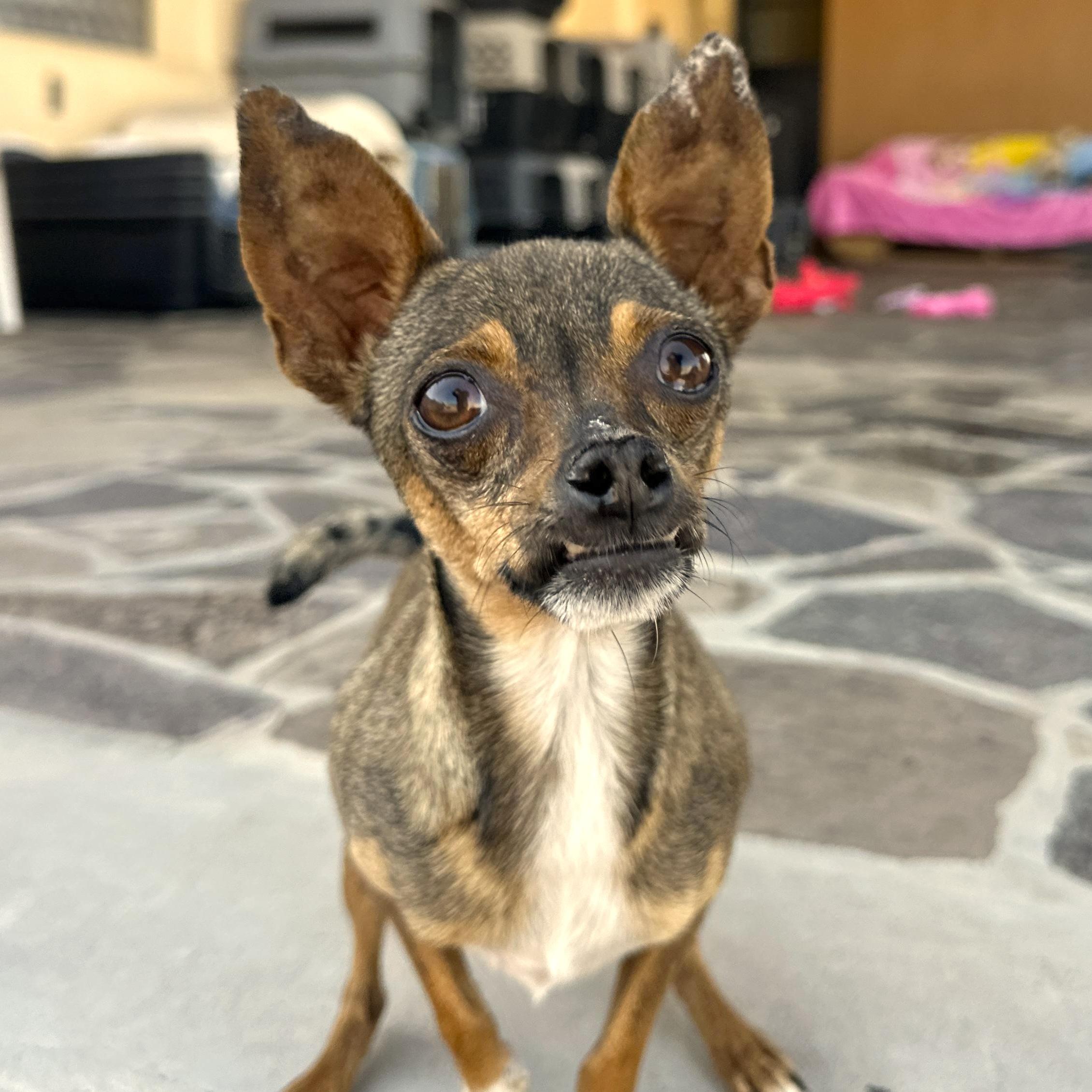 Jenny, a Adoptable mixed breed in Sherwood, OR image 1/4