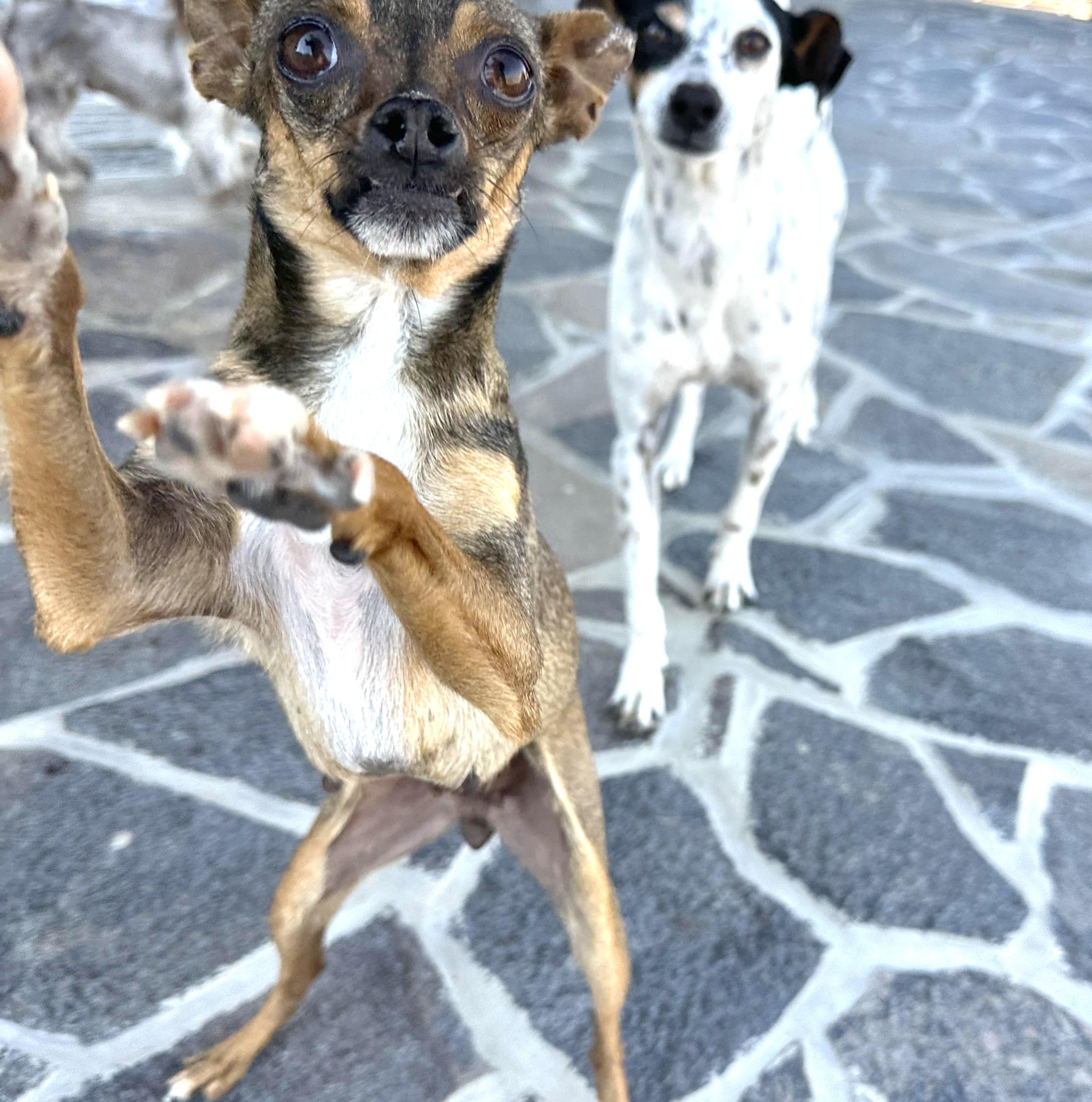 Jenny, a Adoptable mixed breed in Sherwood, OR image 4/4