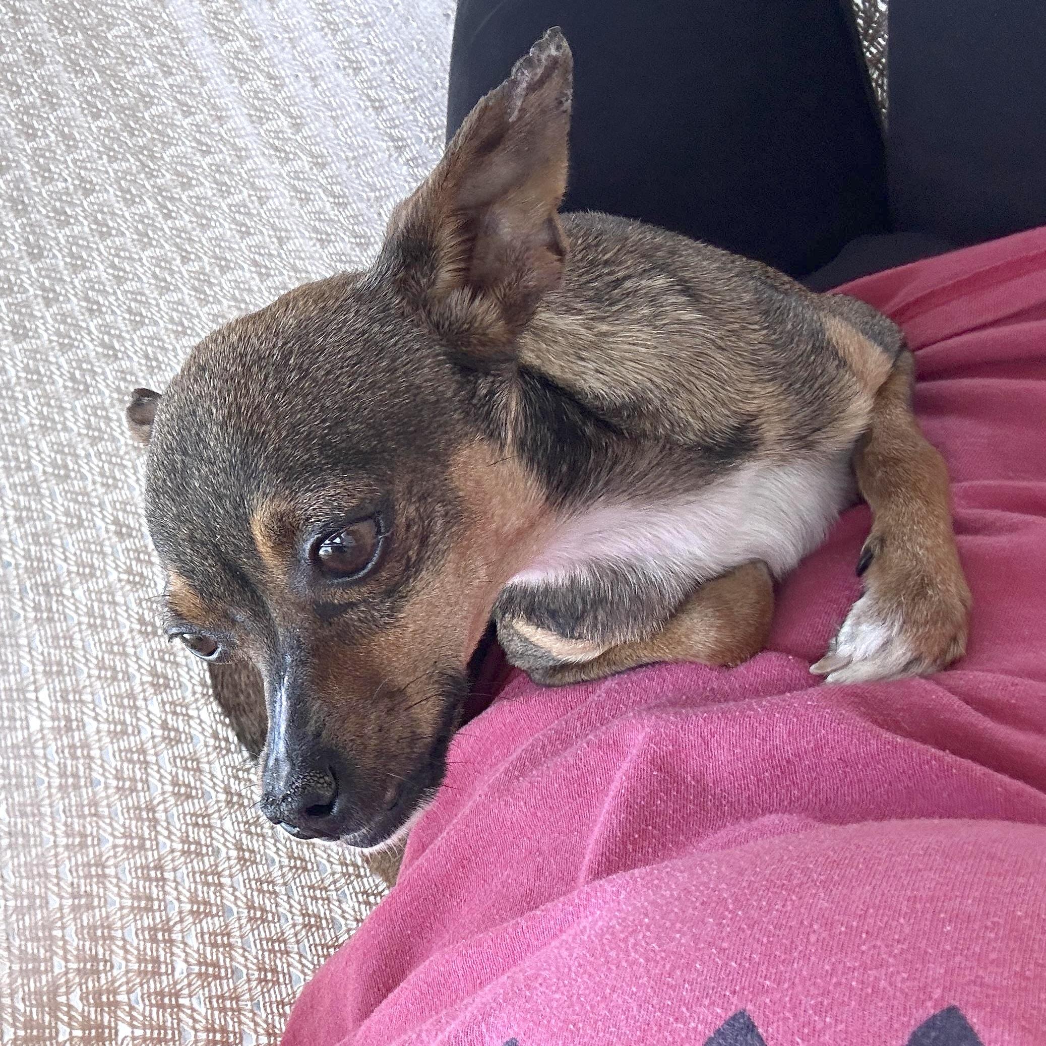 Jenny, a Adoptable mixed breed in Sherwood, OR image 2/4