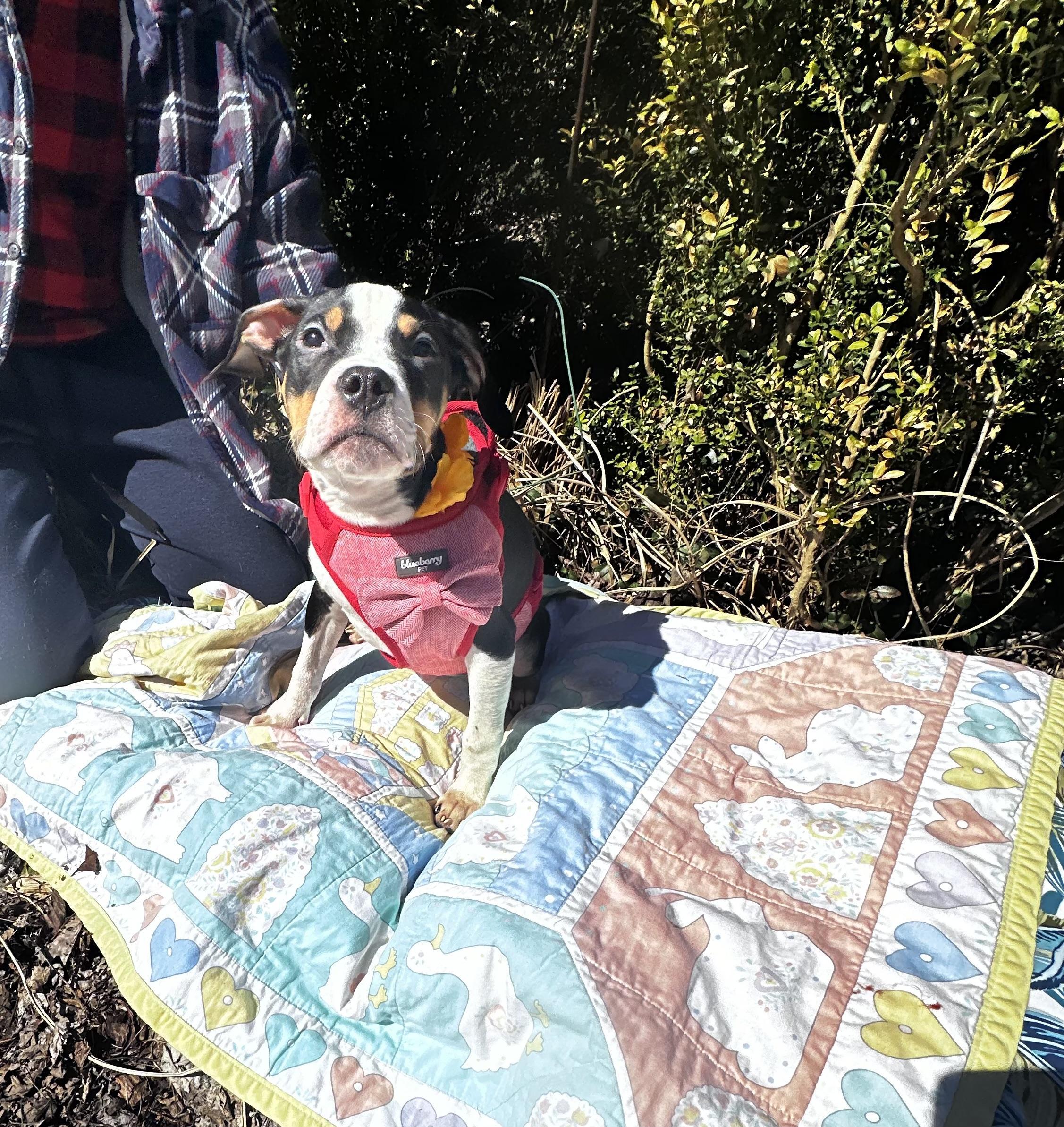 Kelsey - [ ]  Saturday Pet Supplies Plus 1-3-  5348 Dixie Hwy Waterford, MI 48329)