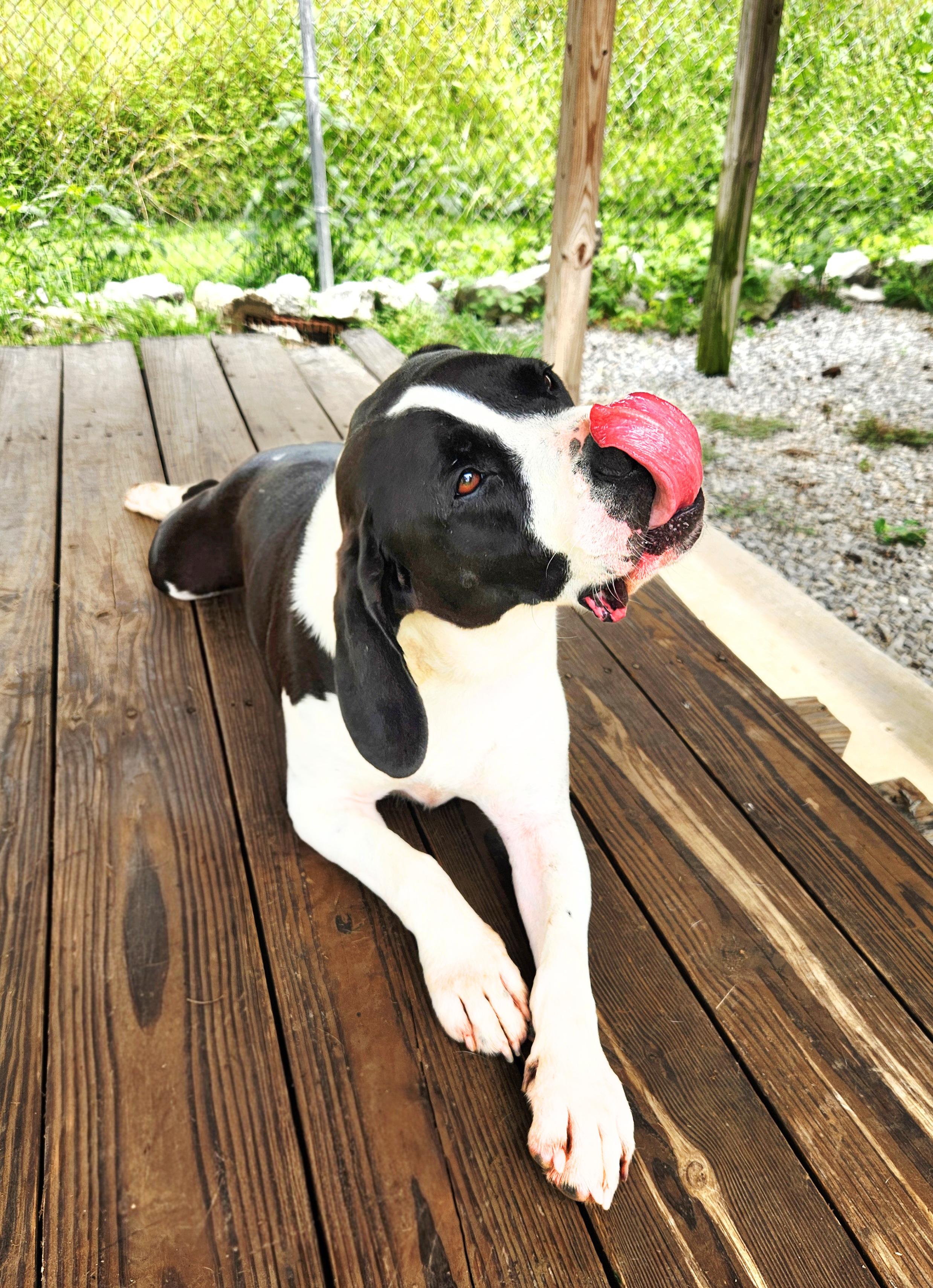Waylon, ADOPTABLE, Adult Male Hound & Pit Bull Terrier.