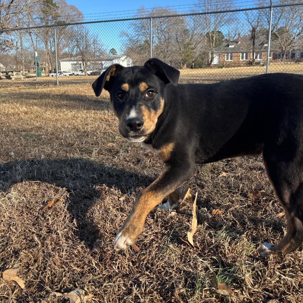 Enlarge Art, a Adoptable Mixed Breed in Roxboro, NC image 1/6