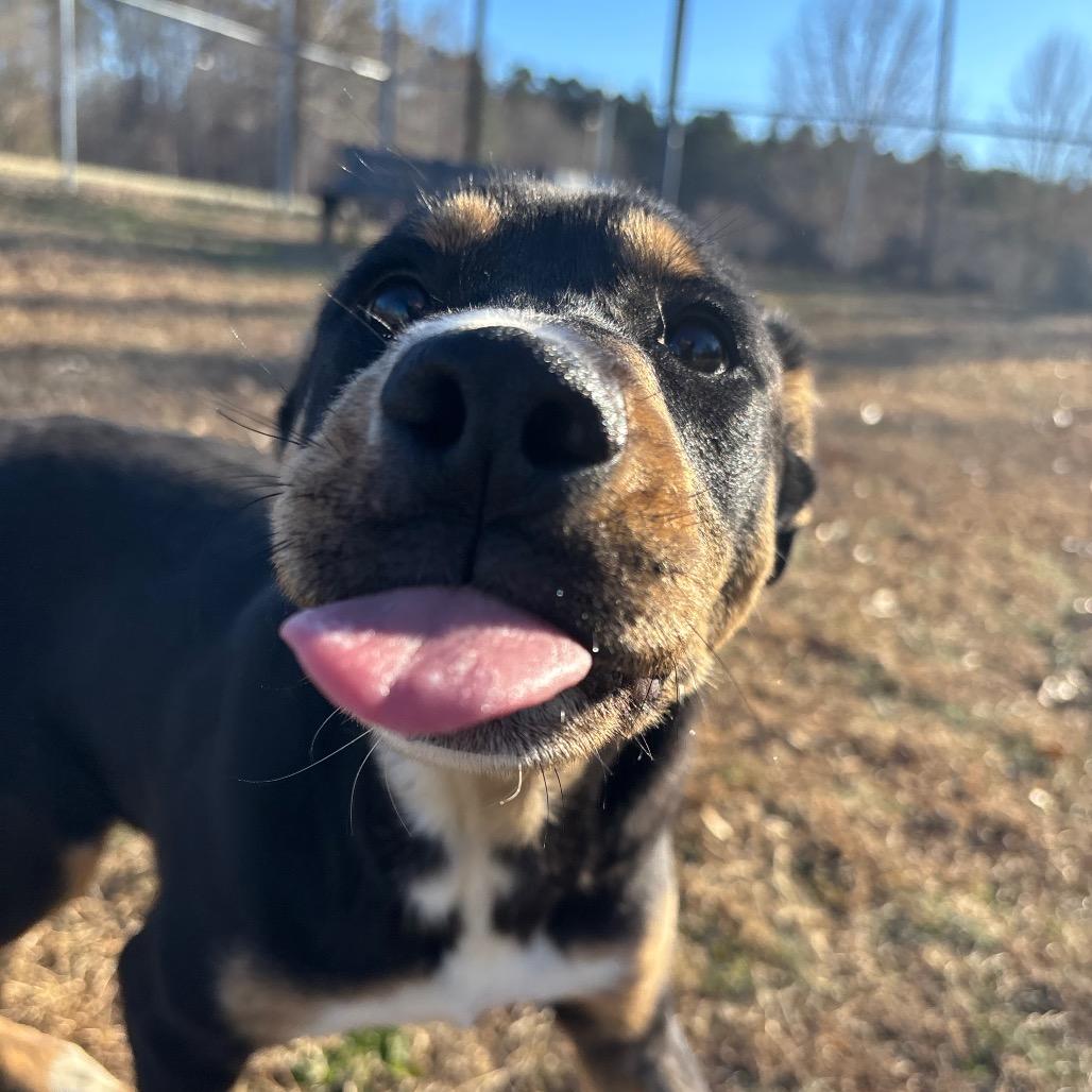 Enlarge Art, a Adoptable Mixed Breed in Roxboro, NC image 2/6