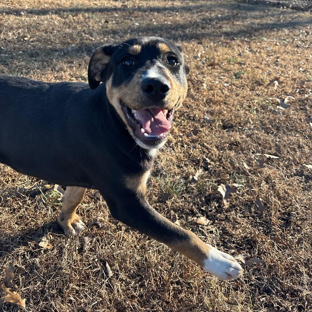 Enlarge Art, a Adoptable Mixed Breed in Roxboro, NC image 3/6