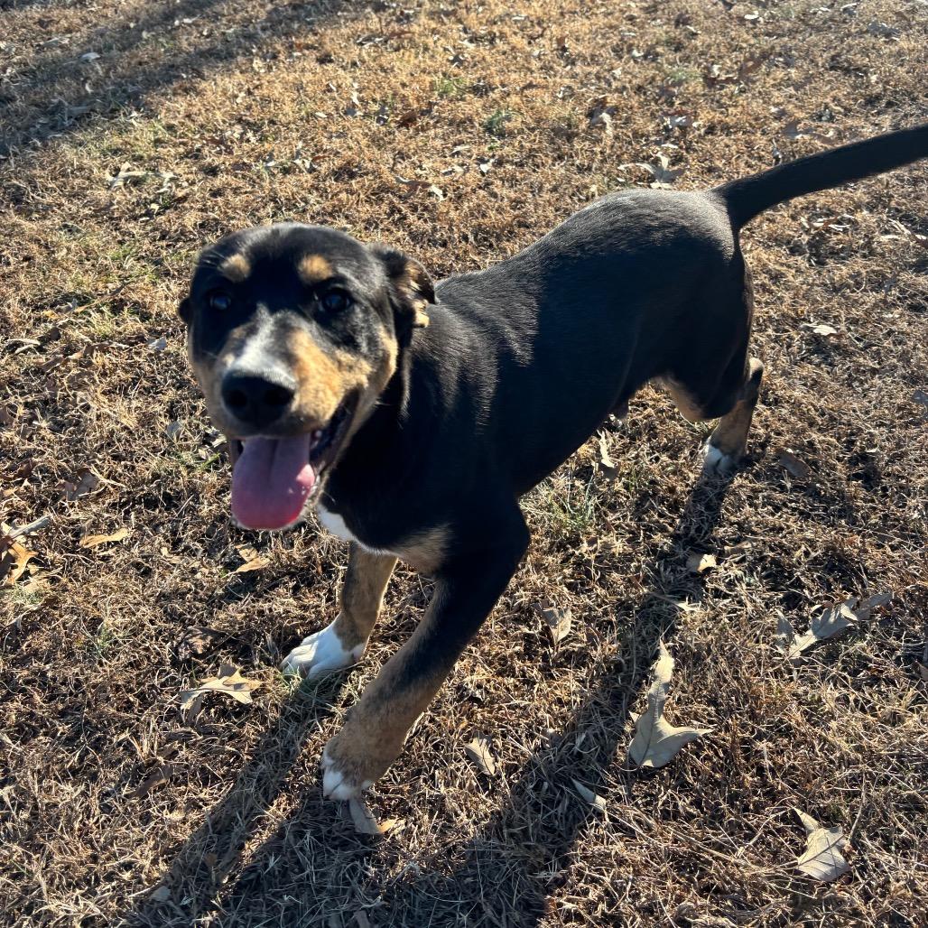 Enlarge Art, a Adoptable Mixed Breed in Roxboro, NC image 4/6