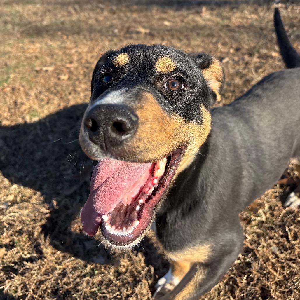 Enlarge Art, a Adoptable Mixed Breed in Roxboro, NC image 5/6