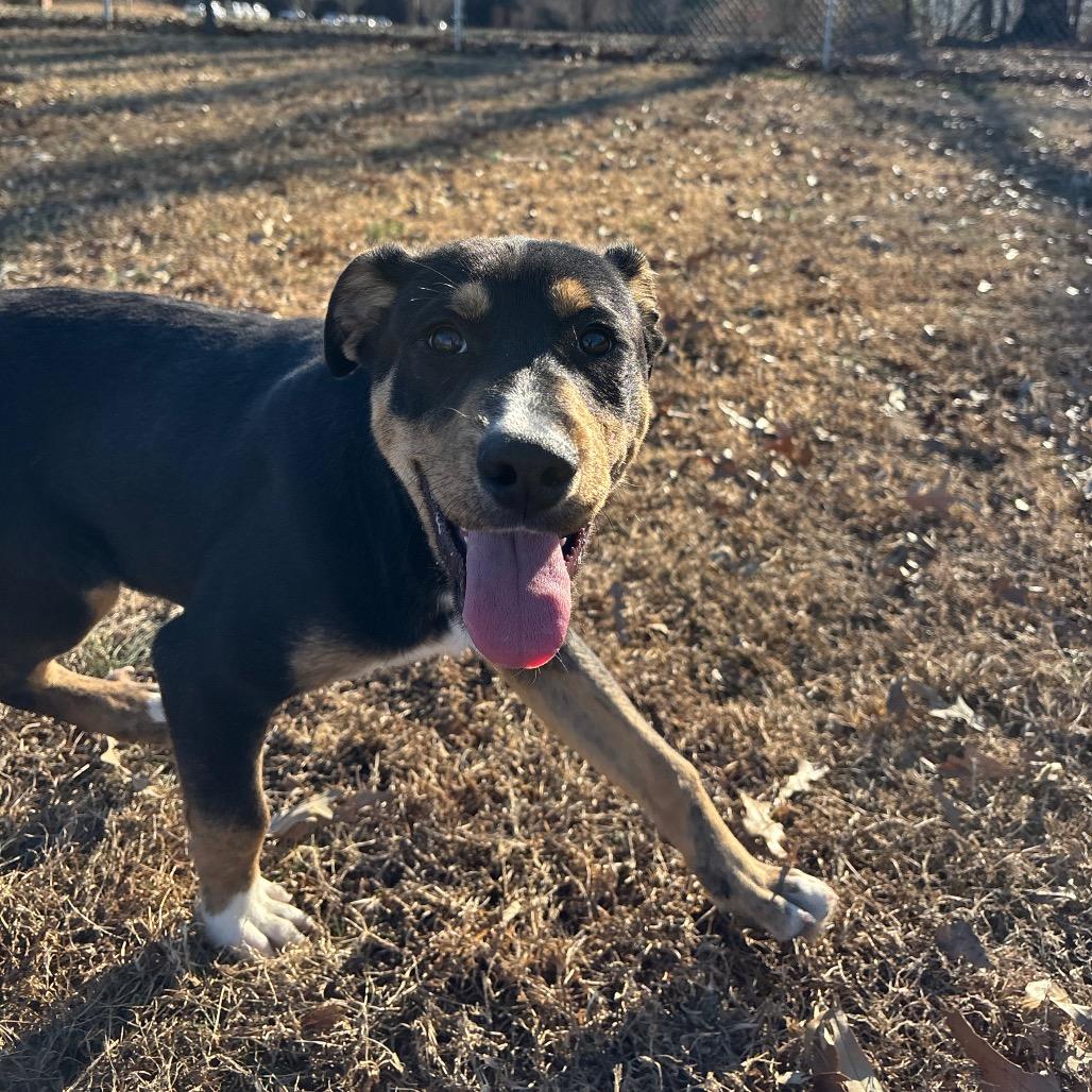 Enlarge Art, a Adoptable Mixed Breed in Roxboro, NC image 6/6