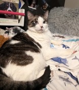 Beans, Adopted, Senior Male Domestic Short Hair.