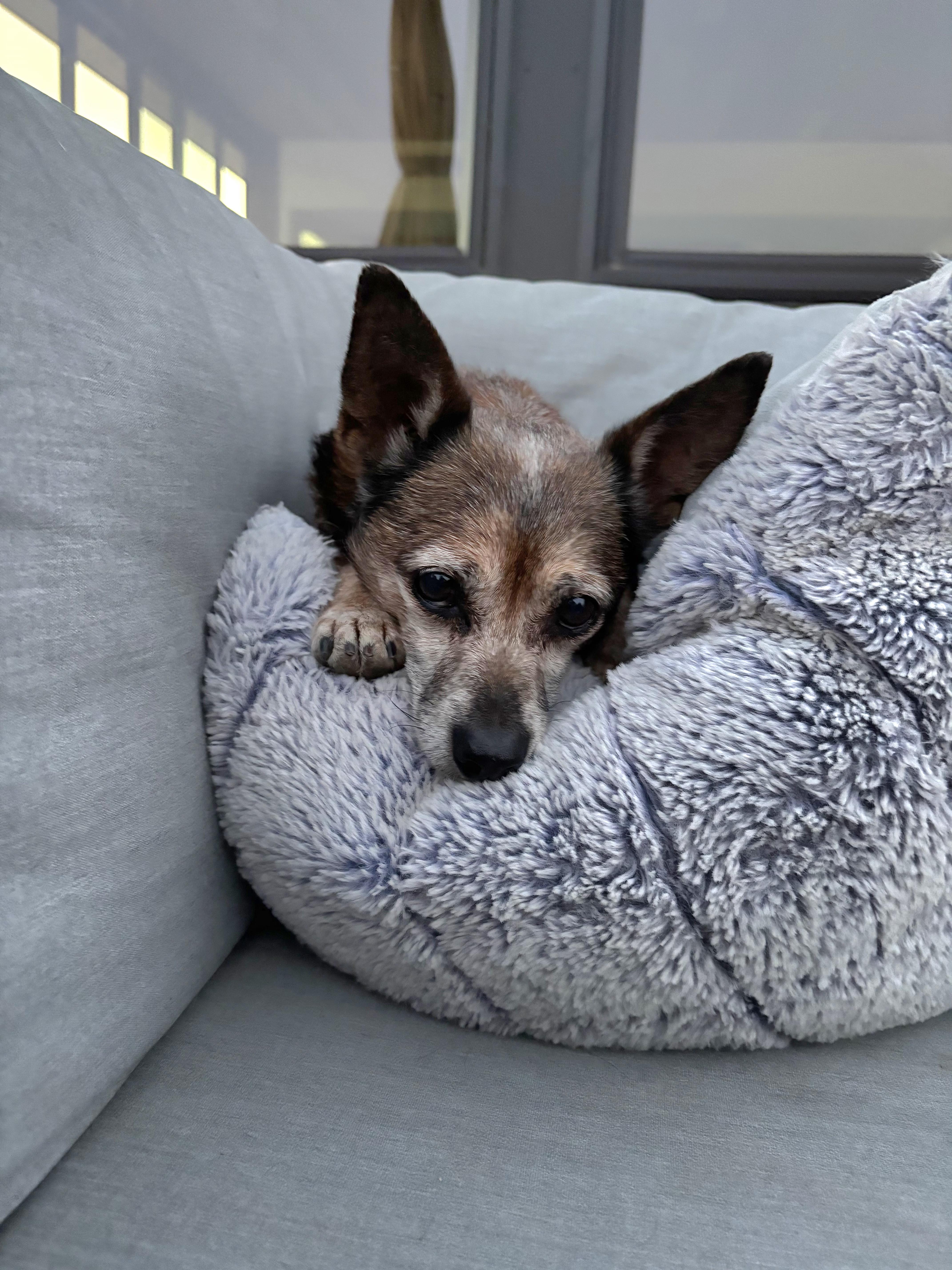 Charlie Brown, a Adoptable Chihuahua in Tracy, CA image 3/4