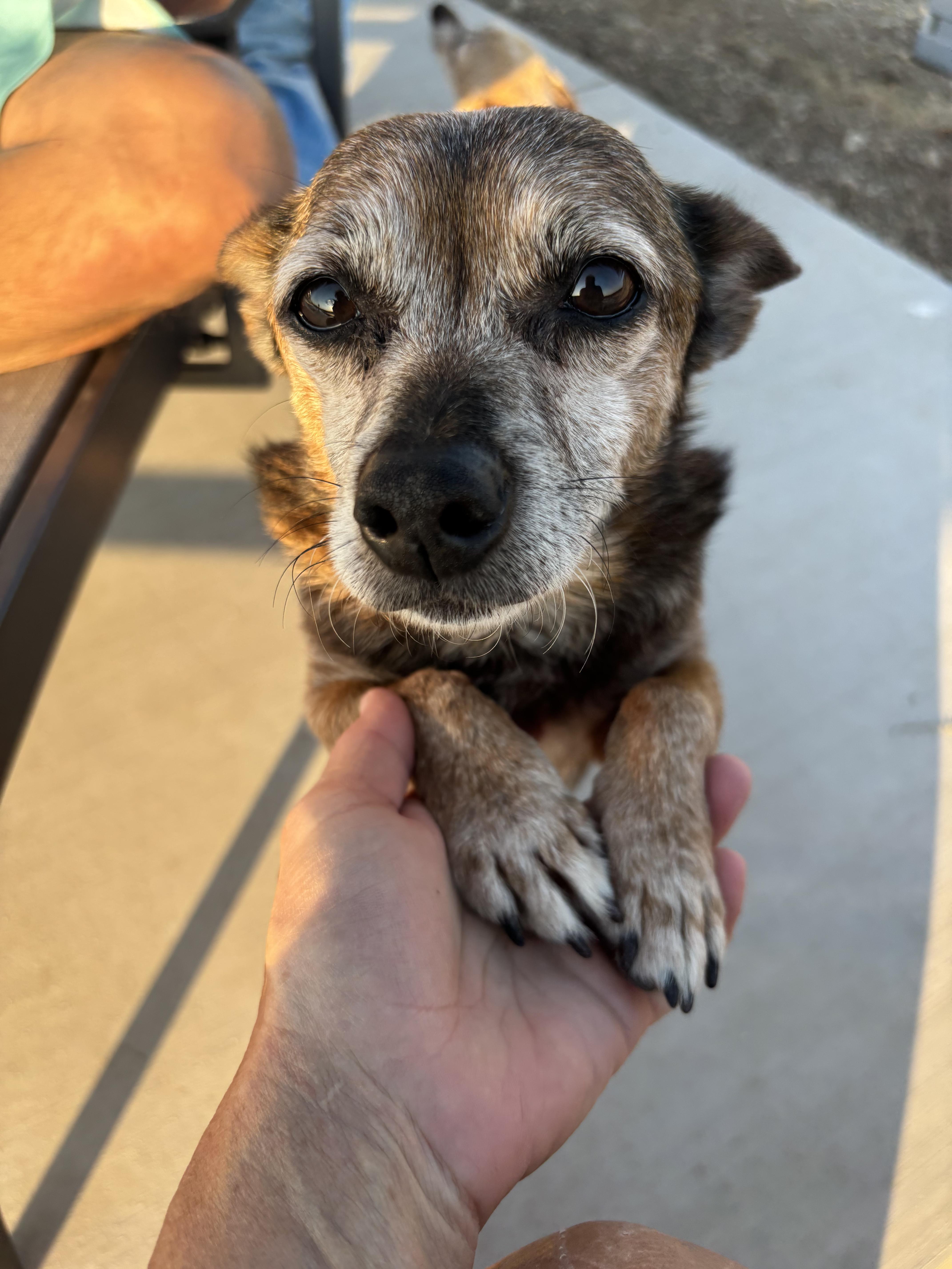 Charlie Brown, a Adoptable Chihuahua in Tracy, CA image 2/4