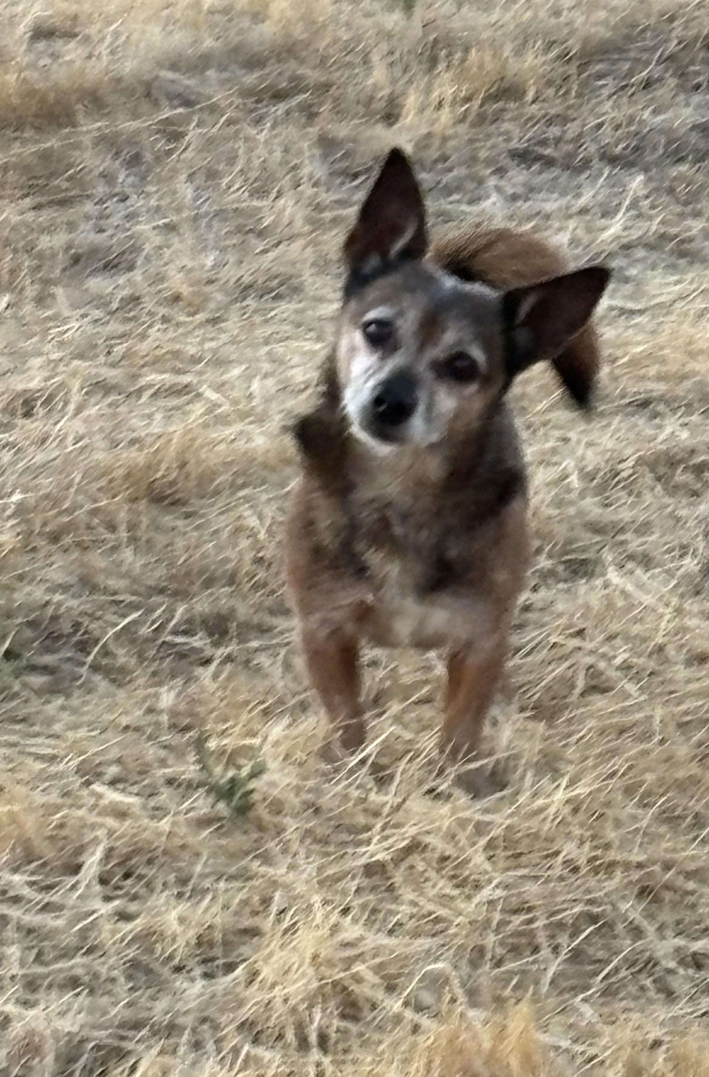 Charlie Brown, a Adoptable Chihuahua in Tracy, CA image 1/4