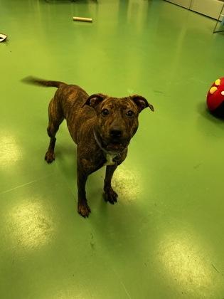 Gingerbread, Adoptable, Adult Female Pit Bull Terrier & Mixed Breed.