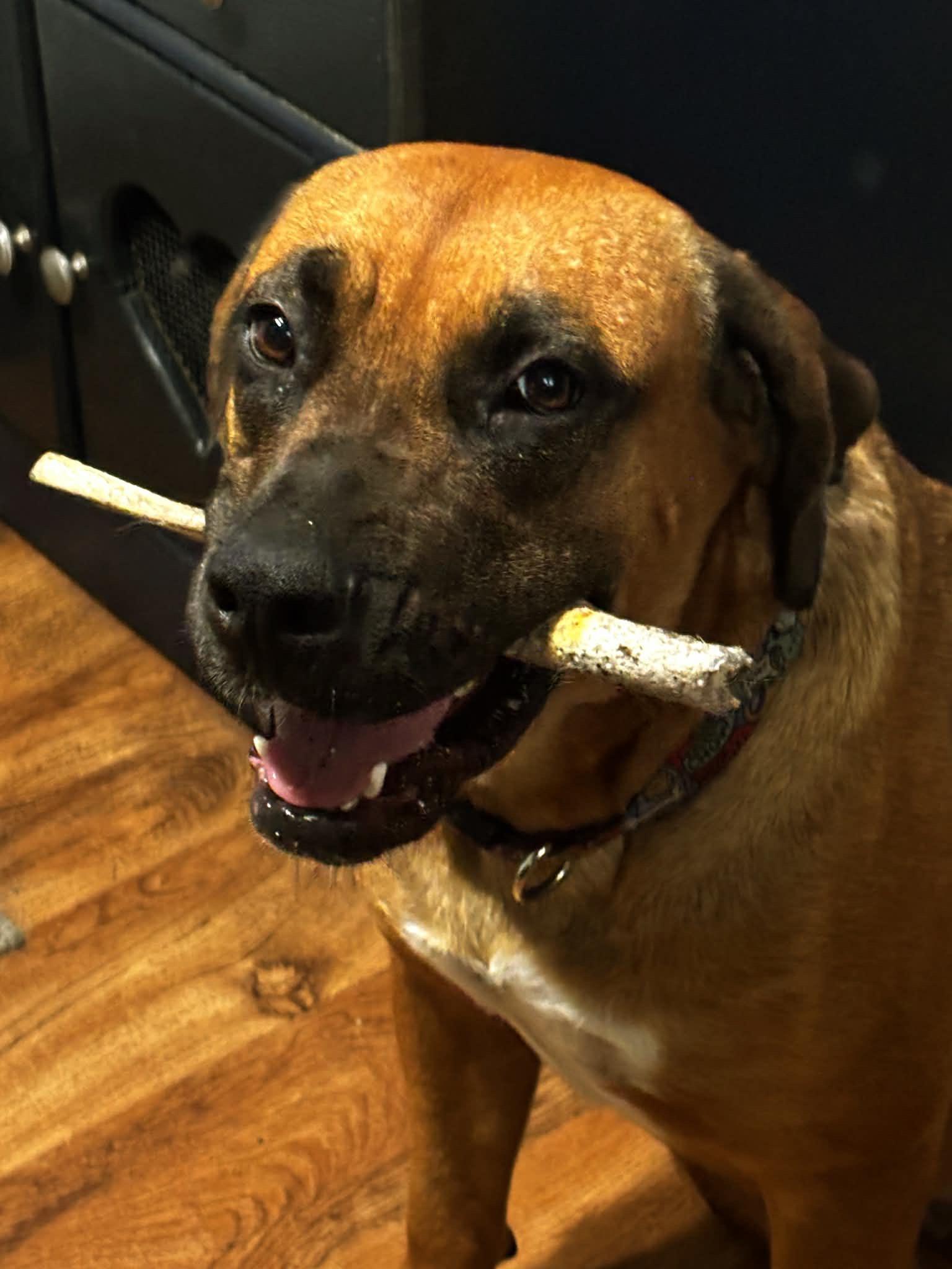 Enlarge Brownie, a Adoptable mixed breed in Foxworth, MS image 3/3