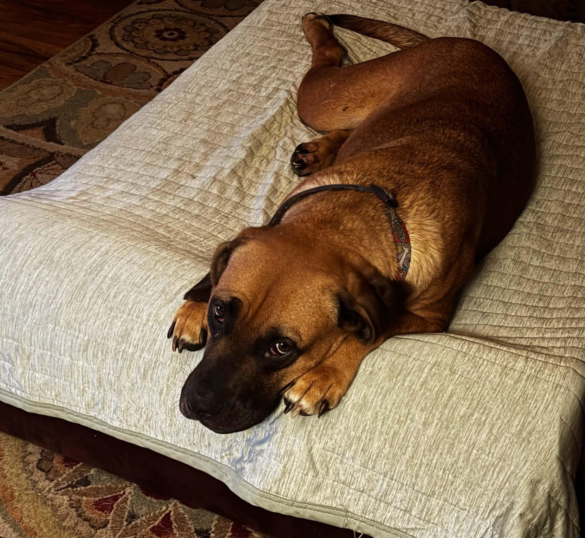 Brownie, Adoptable, Adult Female Black Mouth Cur & Boxer.