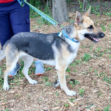 Enlarge Kysarah, an adoptable mixed breed in Palatine, IL image 5/5