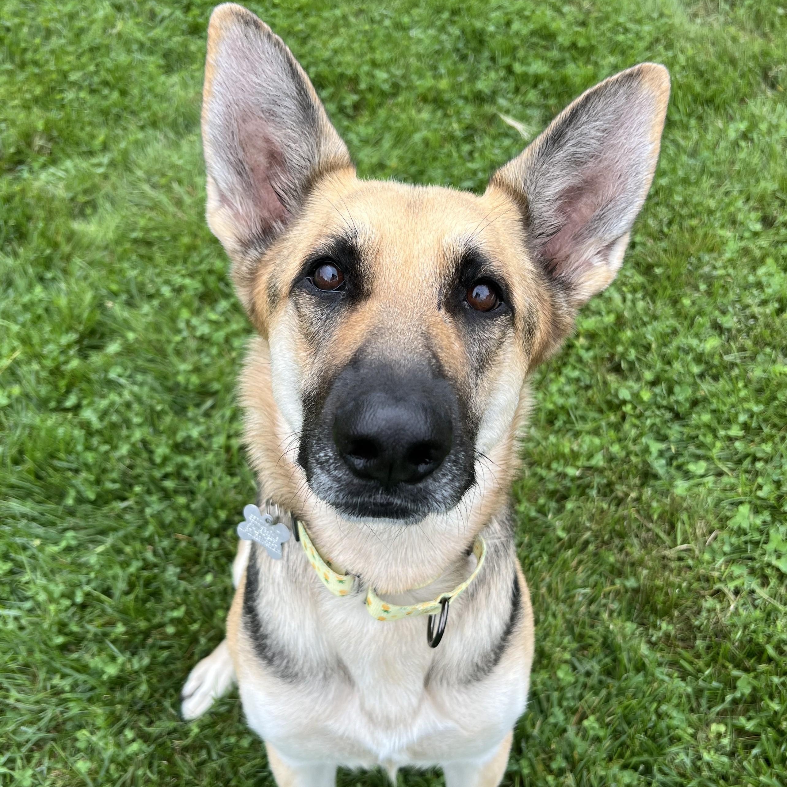 Enlarge Kysarah, an adoptable mixed breed in Palatine, IL image 2/5