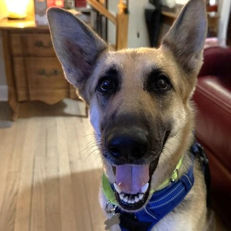 Enlarge Kysarah, an adoptable mixed breed in Palatine, IL image 4/5