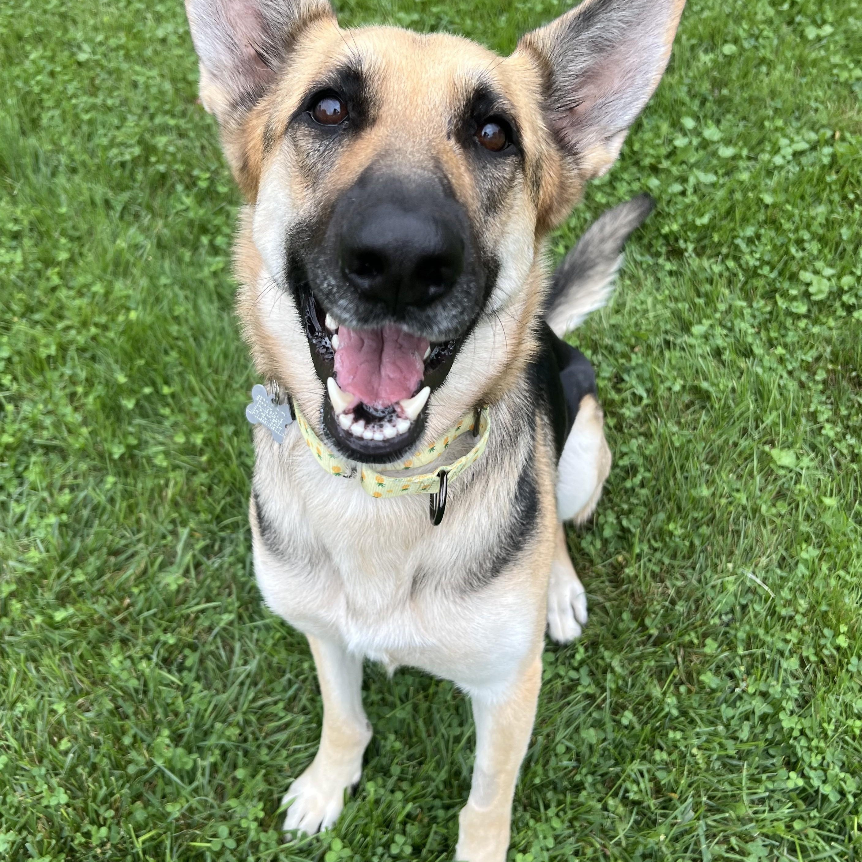Kysarah, adoptable, Adult Female German Shepherd Dog & Mixed Breed.