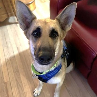 Enlarge Kysarah, an adoptable mixed breed in Palatine, IL image 3/5