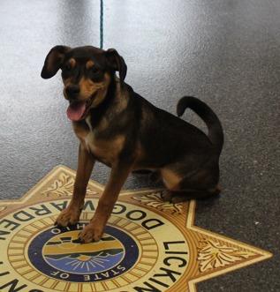 Archie (11891), an adopted mixed breed in Heath, OH image 2/3