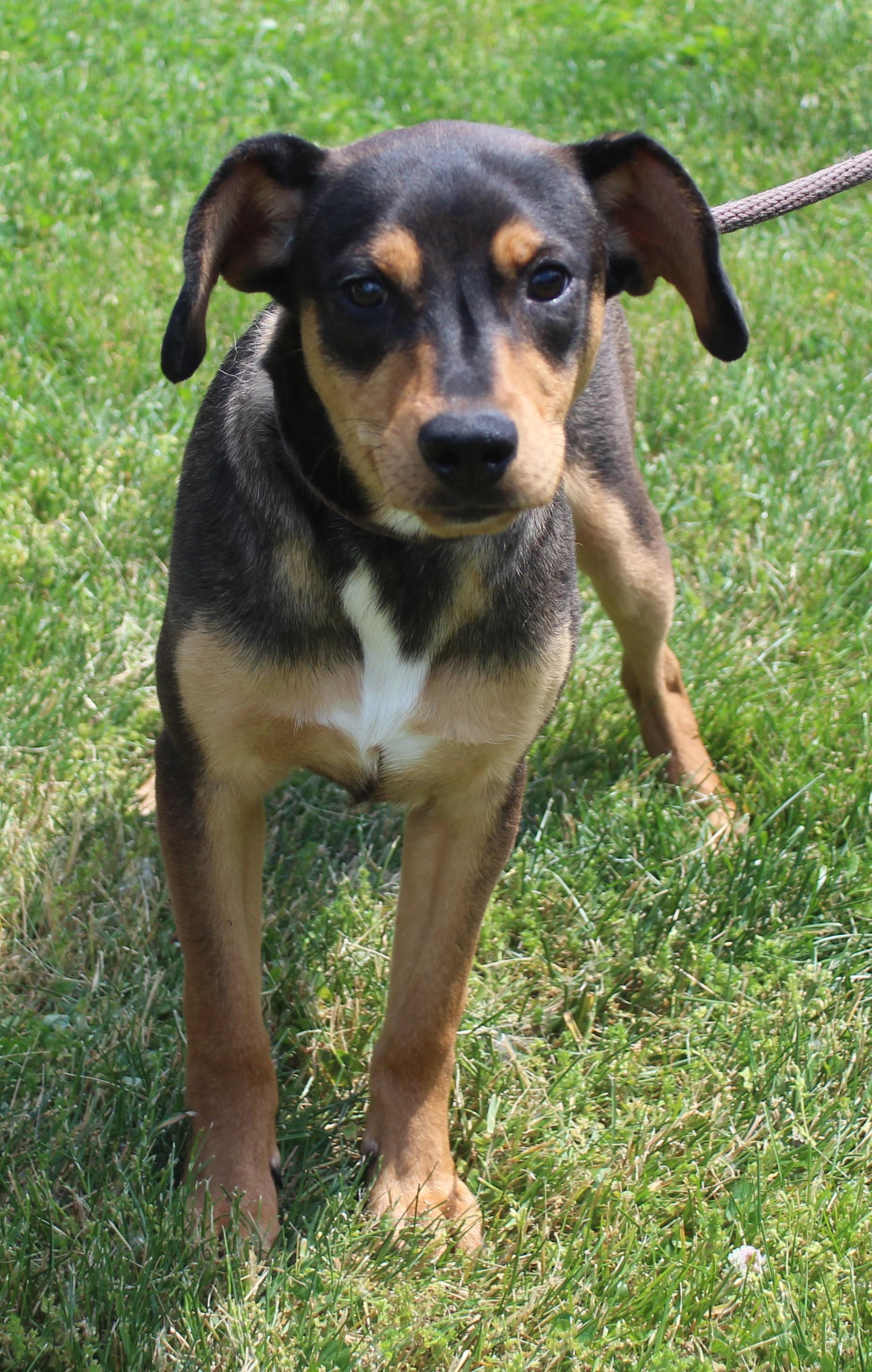 Archie (11891), adopted, Young Male Hound.