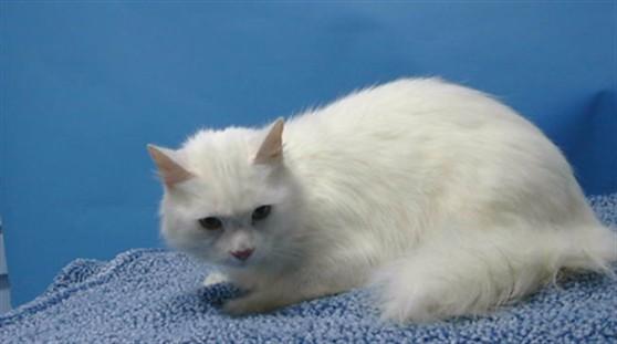 LUNA, Adoptable, Young Female Domestic Medium Hair.