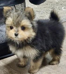 Enlarge Melody, an adopted mixed breed in POTOMAC, MD image 4/6