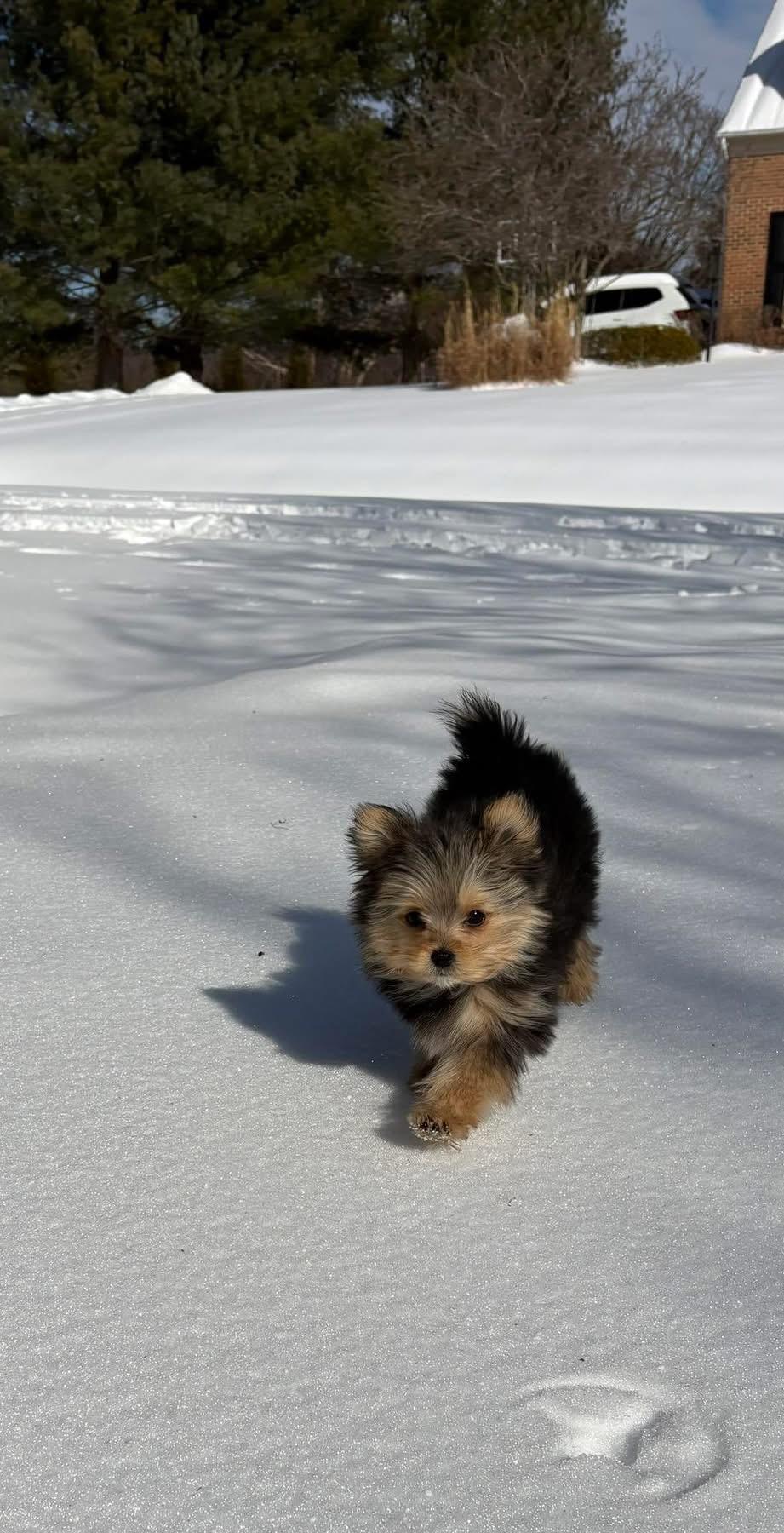 Enlarge Melody, an adopted mixed breed in POTOMAC, MD image 6/6