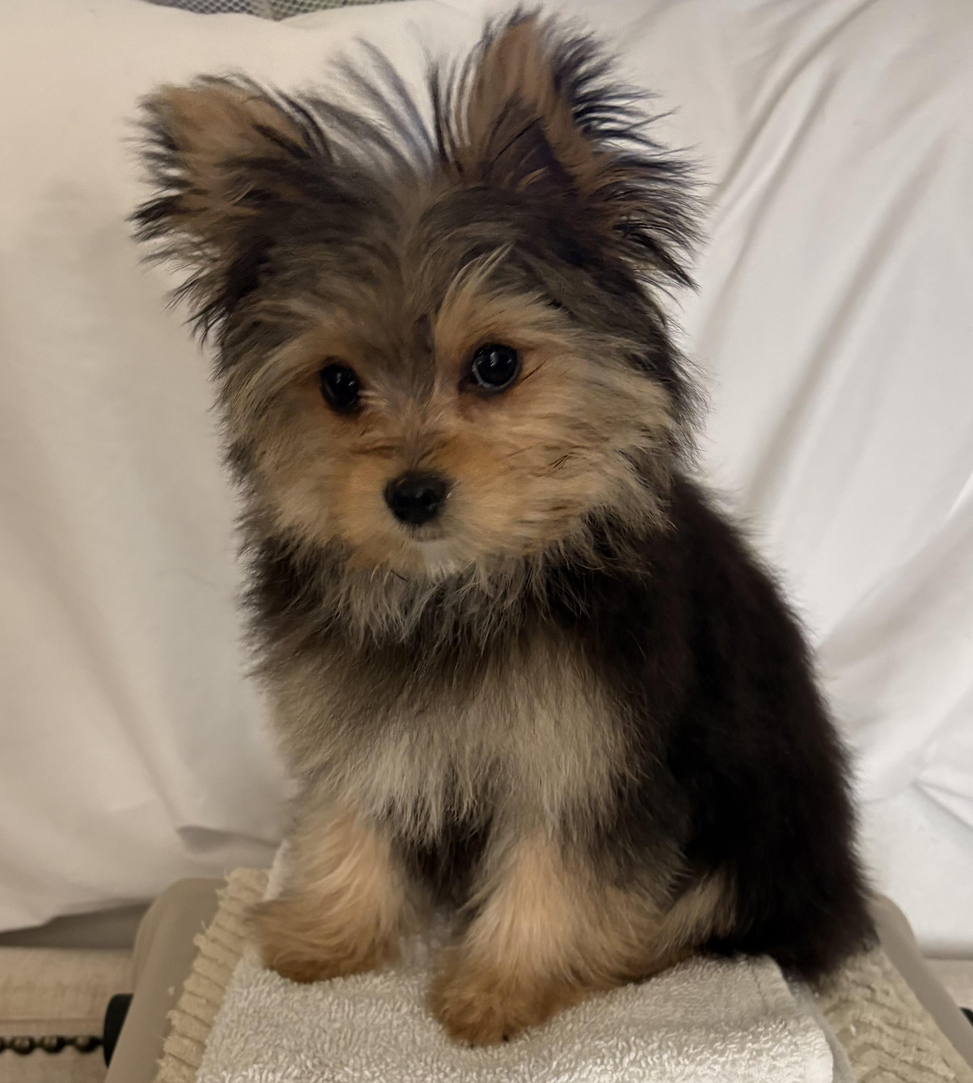 Enlarge Melody, an adopted mixed breed in POTOMAC, MD image 5/6