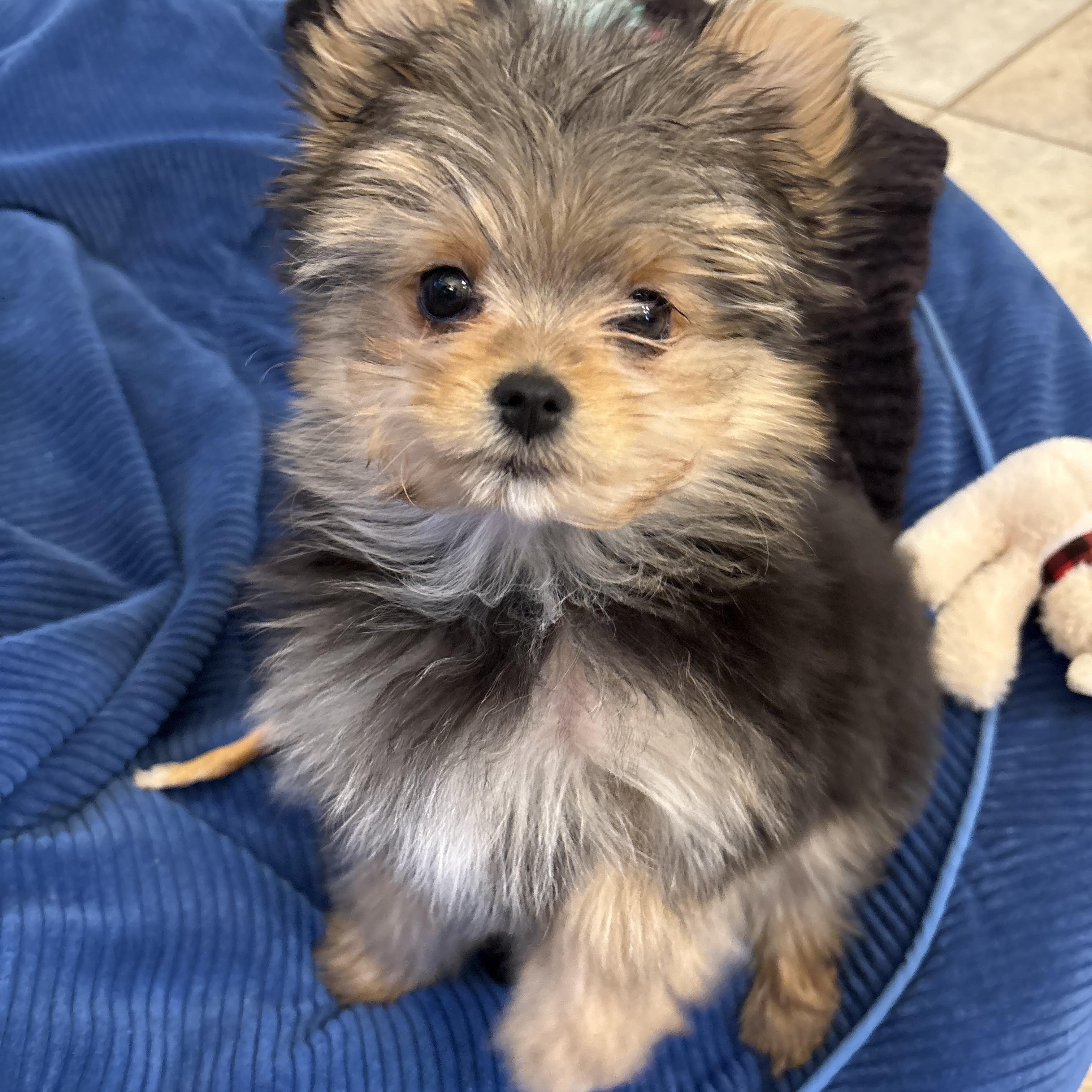 Enlarge Melody, an adopted mixed breed in POTOMAC, MD image 2/6