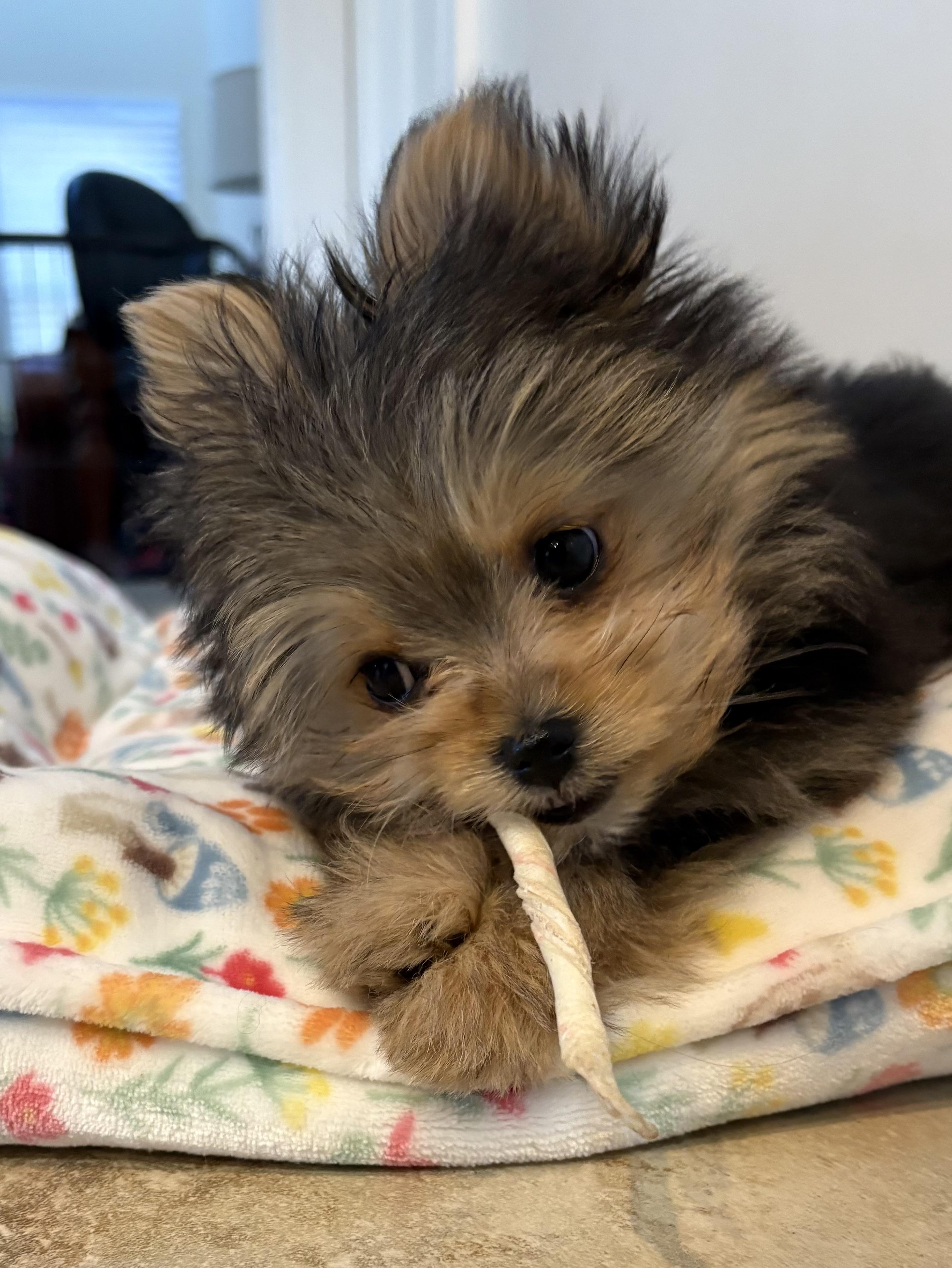 Enlarge Melody, an adopted mixed breed in POTOMAC, MD image 3/6